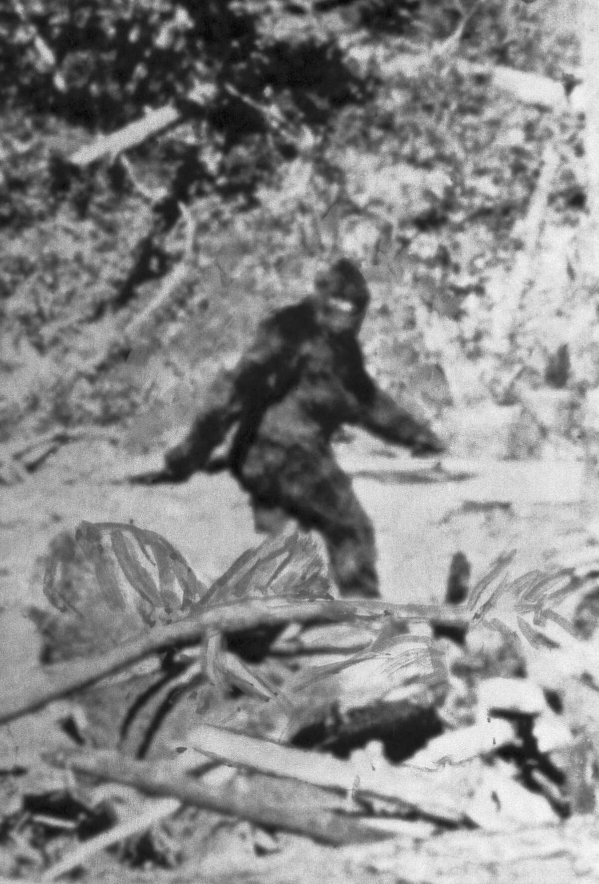 An image taken from film footage by Roger Patterson and Robert "'Bob" Gimlin reports to show a Bigfoot sighted in 1967 in Northern California. They estimated the creature was 7.5 feet tall.