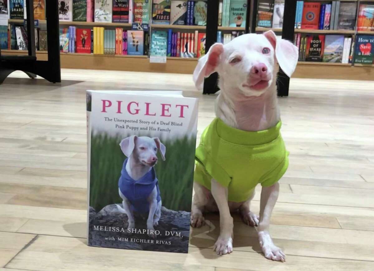 Westport veterinarian Melissa Shapiro's dog, Piglet, who is deaf and blind, poses with her new book.