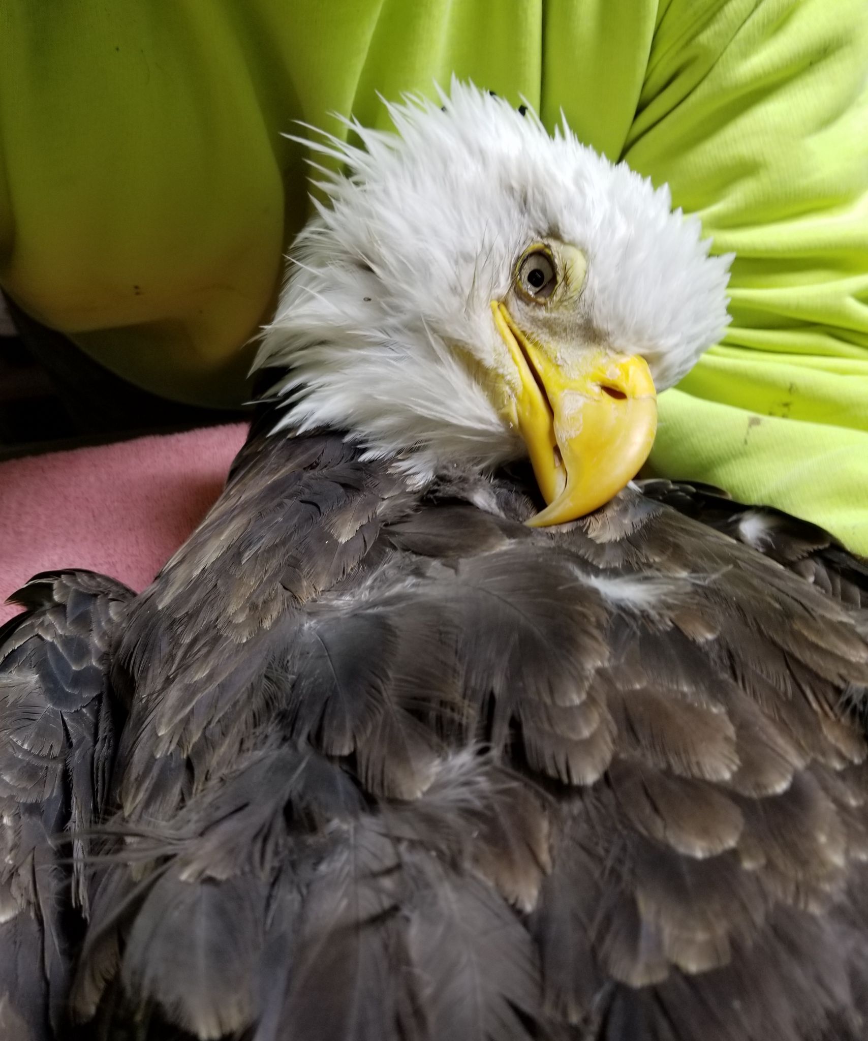 Get the lead out: Trying to change hunters' ammo of choice to save wild birds - Vimarsana News