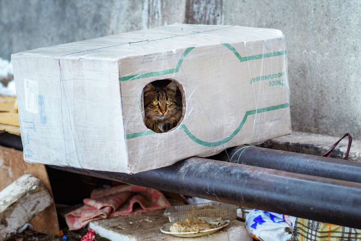 You can make a temporary shelter for feral cats this winter with a cardboard box. Use a tarp or contractor trash bag and duct tape it to the top of the box for additional protection. Line the box with straw, shredded newspaper or a mylar blanket cut to fit.