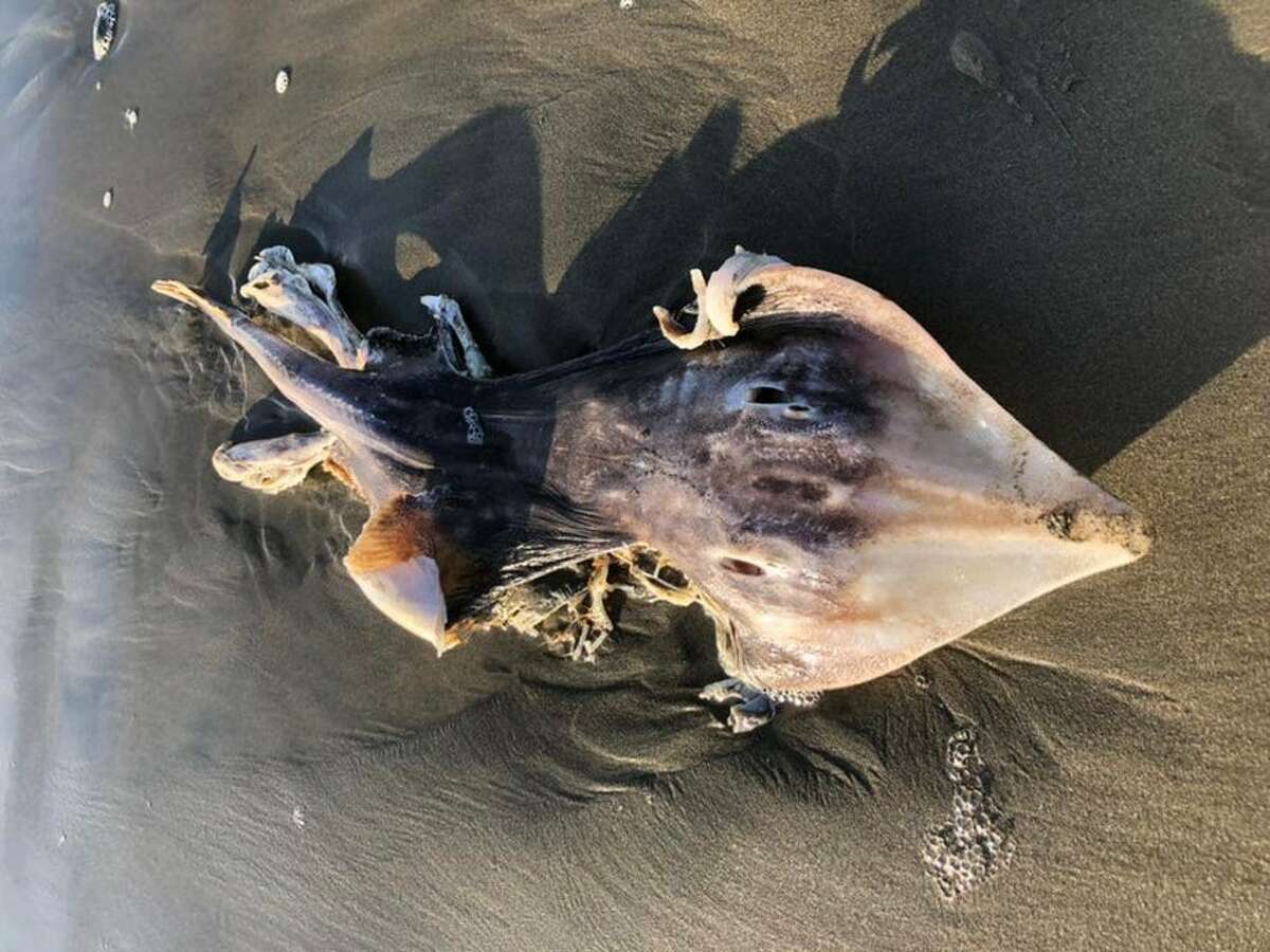 San Francisco State University graduate student Eleanor Morgan encountered the animal while she was walking her dogs on Ocean Beach Saturday morning. 