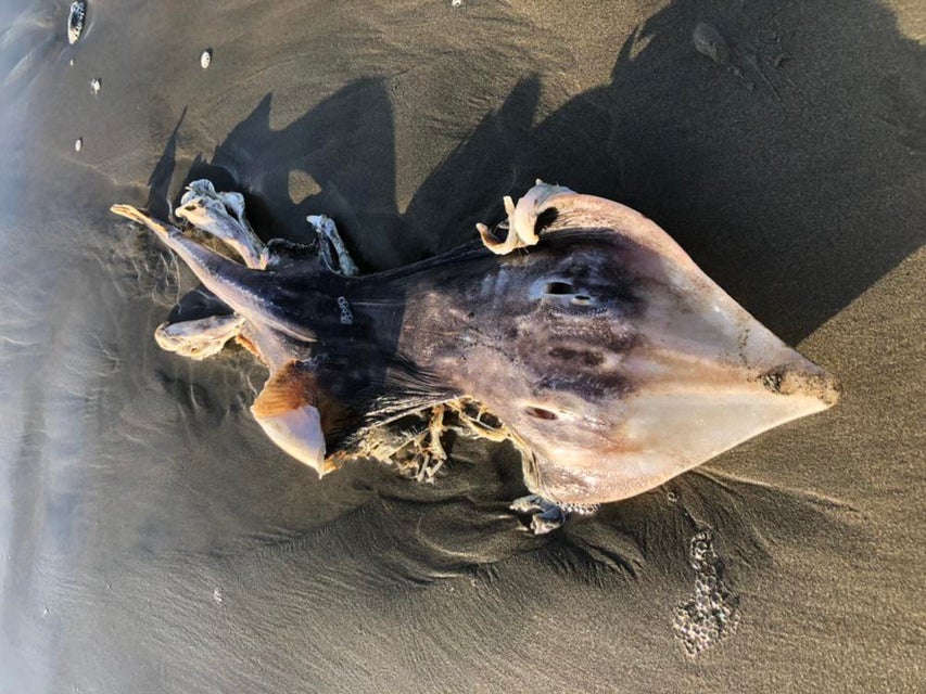 Strange Deep-Sea Creature Washes Up on California Beach