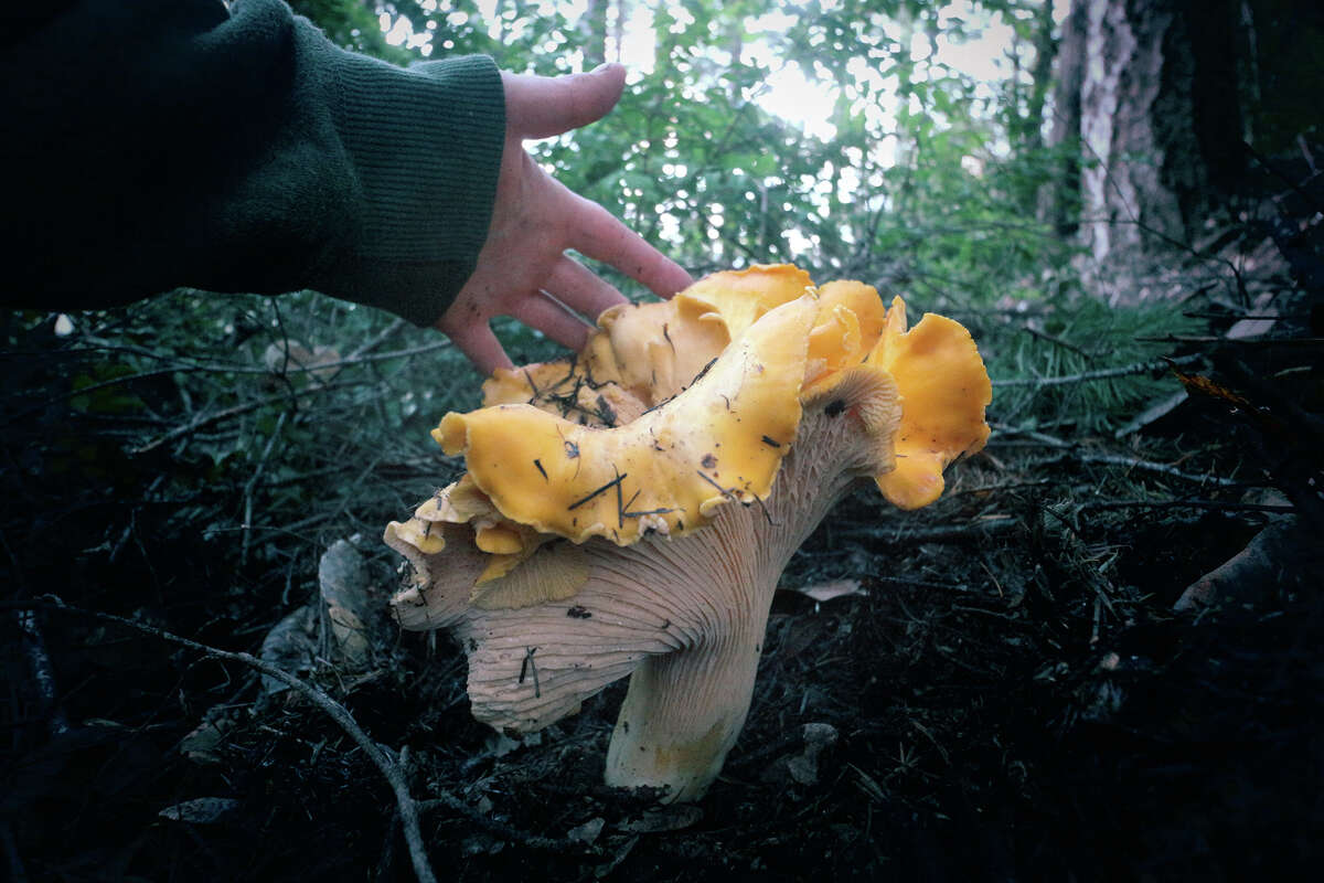 The chanterelles really popped on the Lost Coast this year.