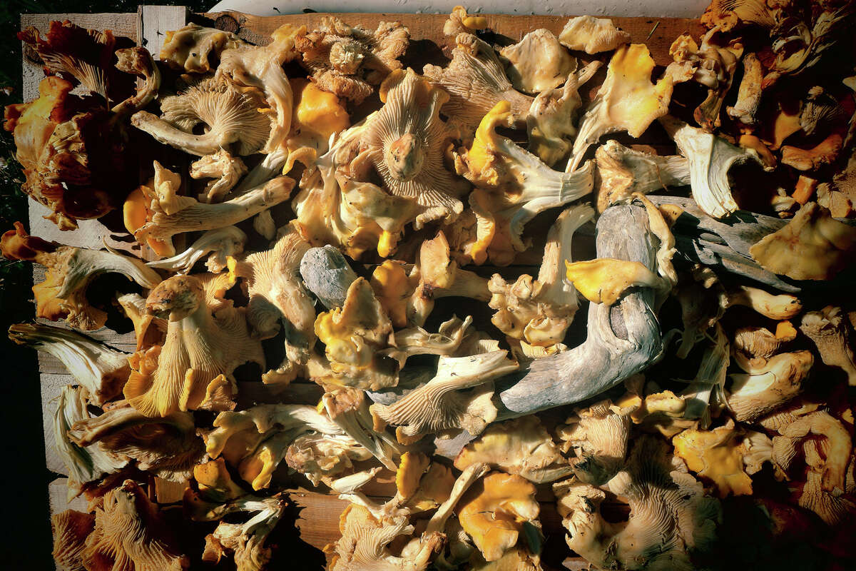 On California’s Lost Coast, foragers find record amount of chanterelles