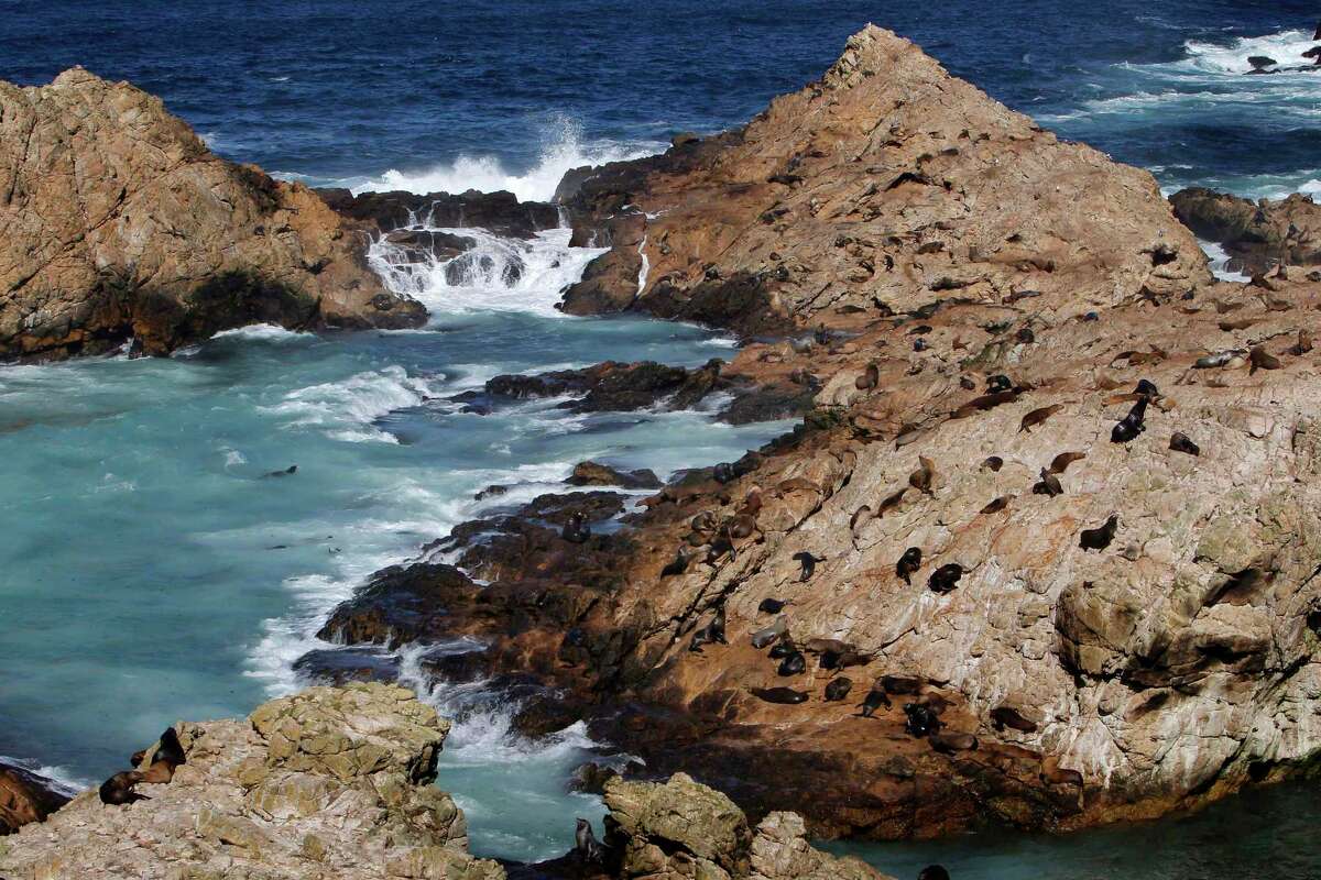 California sea lions at Seal Cove, one of the many species of wildlife found on Southeast Farallon Island.