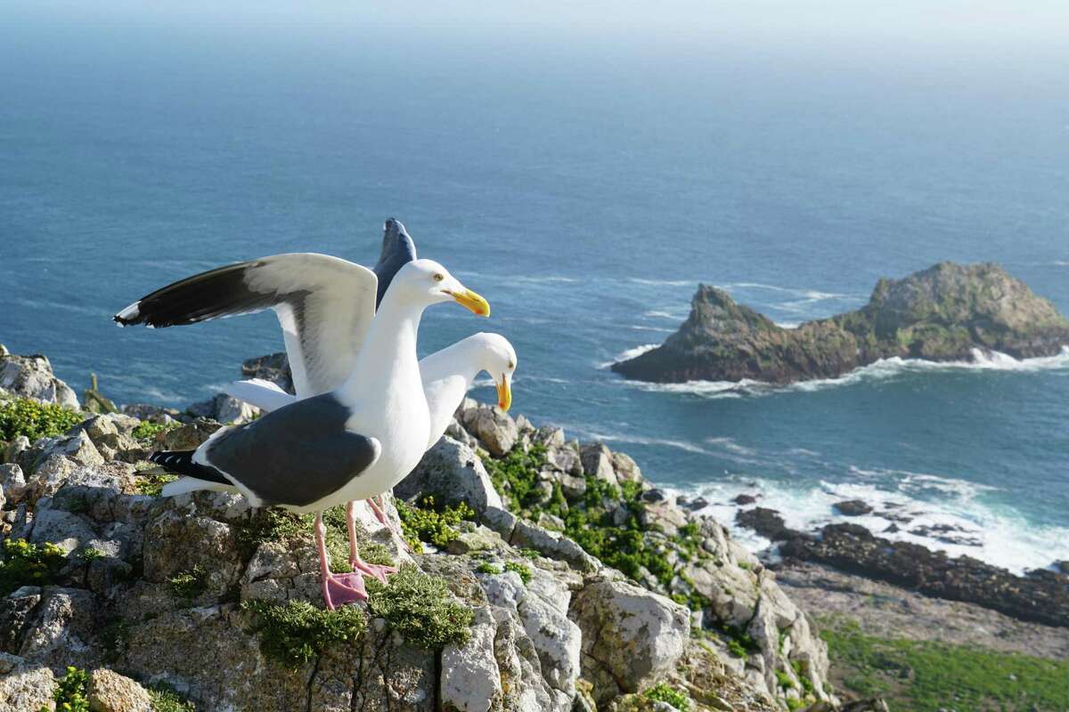 Western gulls photographed at the South Farallon Islands in 2018. The U.S. Fish and Wildlife Service has a controversial proposal to eradicate the islands’ house mice. It would use poisoned pellets that could also be eaten by Western gulls.