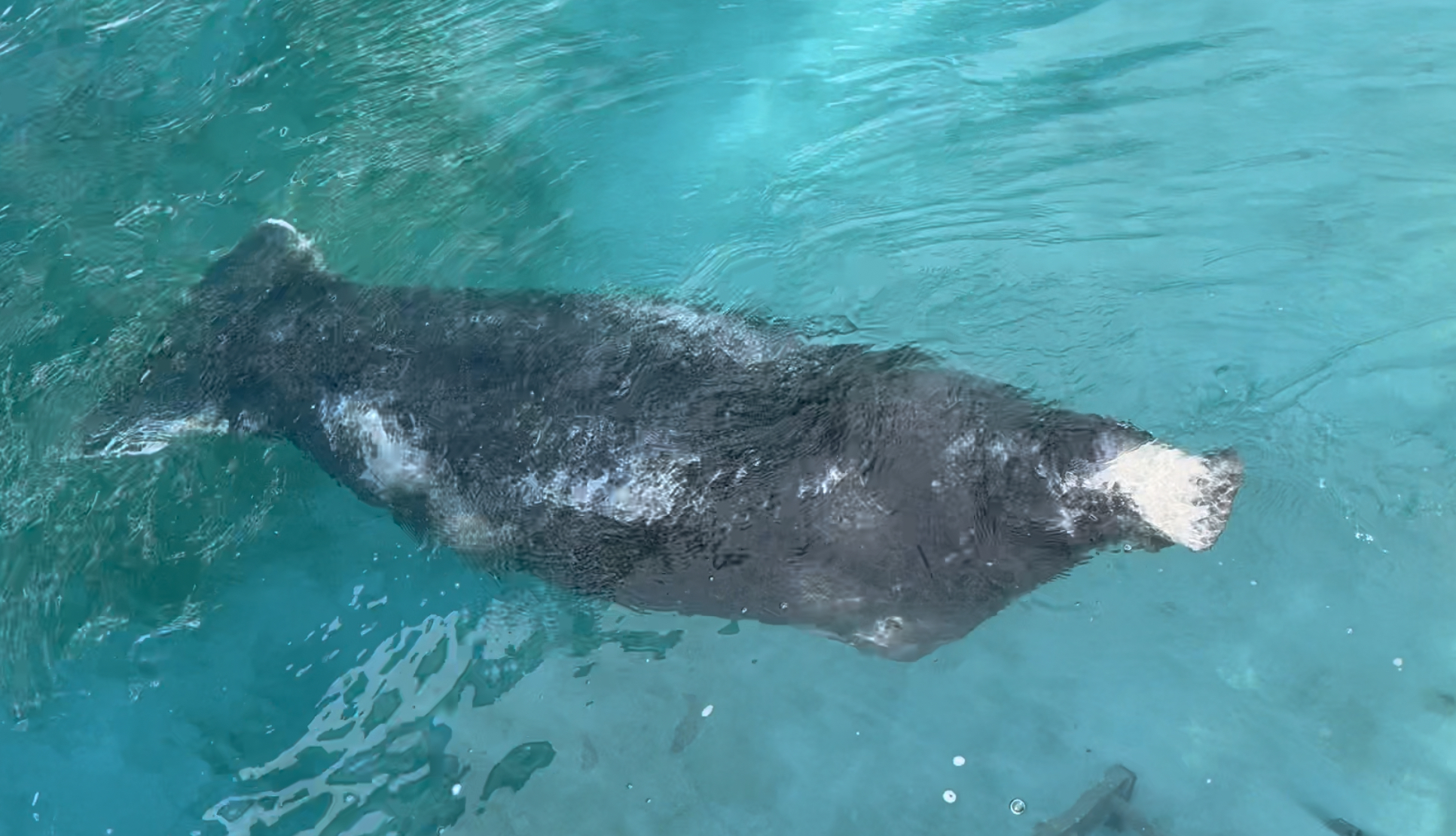 Manatee in critical condition rescued from Texas canal