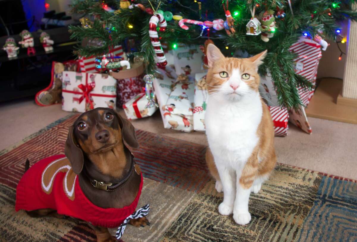 Discover which holiday treats and traditions are safe for pets, according to an annual report by Veterinarians.org.