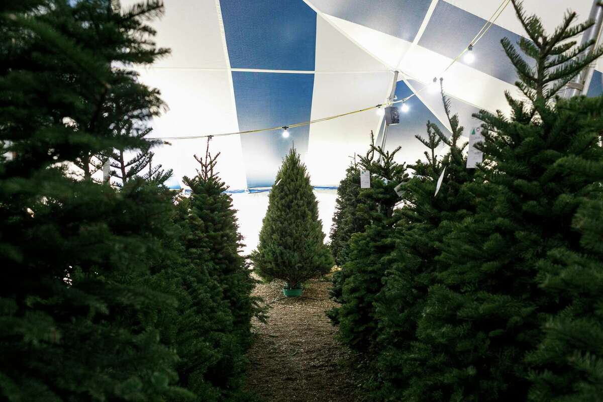 The Holiday Hills Christmas Tree lot, located near the intersection of Culebra Road and 1604 North in San Antonio, Texas, is filled with farm-grown Douglas fir, Fraser Fir, Grand Fir, Noble Fir and Nordmann Fir trees for people to pick out during the holiday season.
