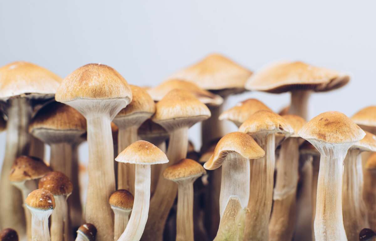 New York Assemblymembers Linda B. Rosenthal and Patrick Burke have each introduced state bills to legalize psilocybin (the pyschedelic compound in hallucinogenic, or "magic" mushrooms) for medical use.