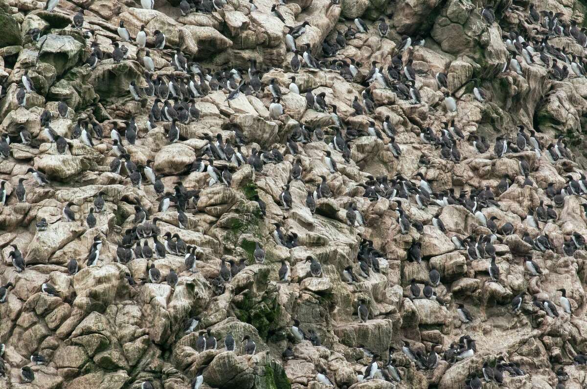 Common murres and other seabirds that nest on the Farallon Islands are threatened by invasive mice and owls.