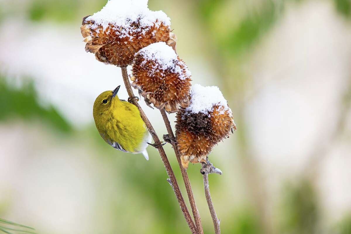 Pine warblers appear during the winter at backyard birdfeeders. Photo Credit: Kathy Adams Clark. Restricted use.