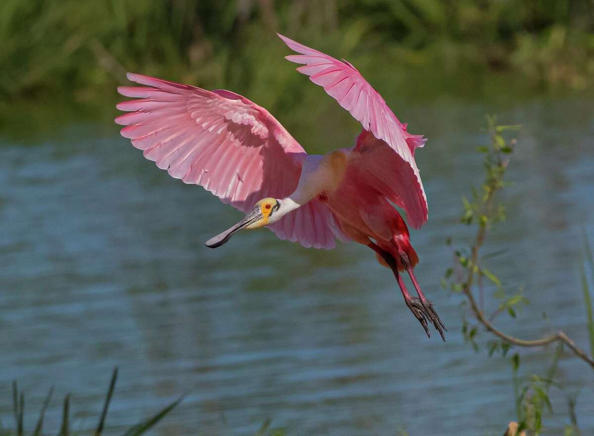 League City contains a variety of habitats that attract numerous species of birds. Roseate spoonbills are drawn to wetlands areas.