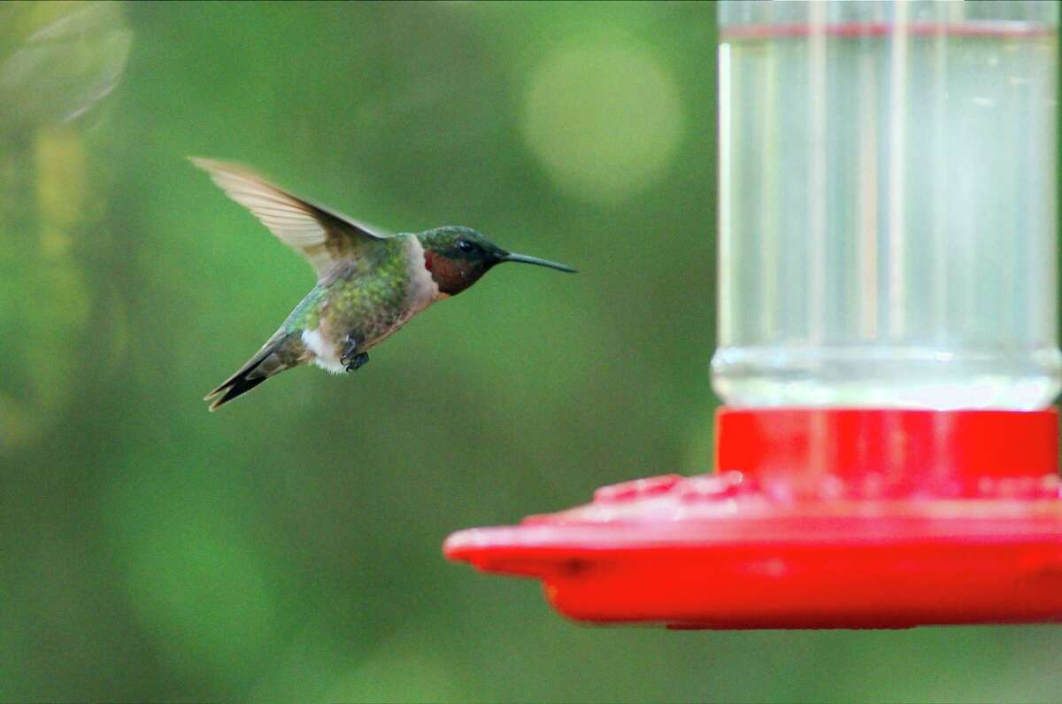 The ruby-throated hummingbird is a favorite for local birdwatchers.