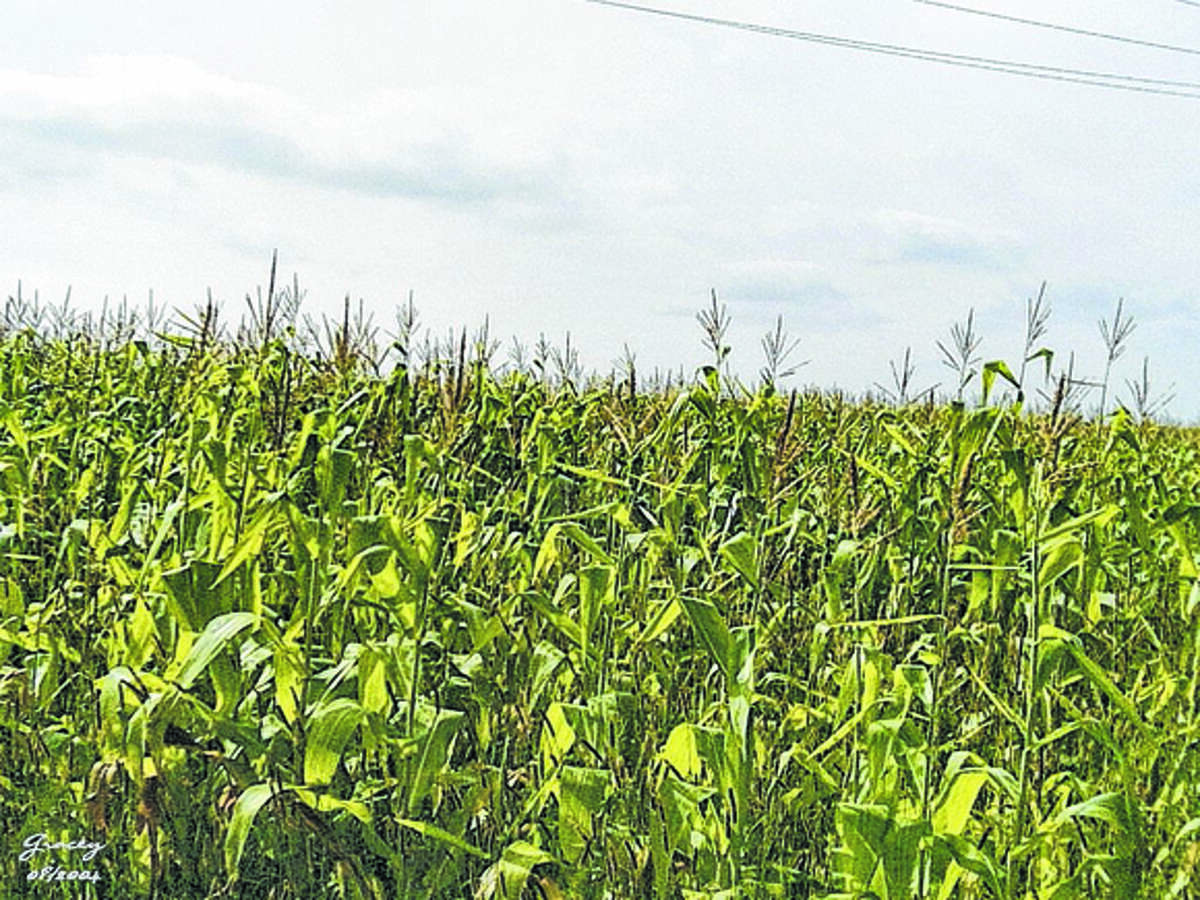The Illinois Department of Agriculture's cover crop program is accepting applications on a first-come, first-served basis.