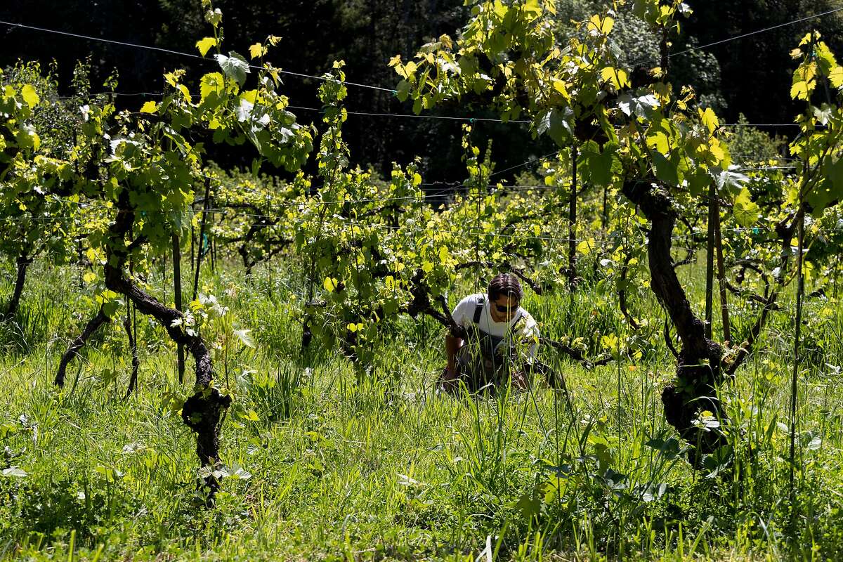 Matt Niess farms Baco Noir, a hybrid grapevine, in a Sebastopol vineyard.