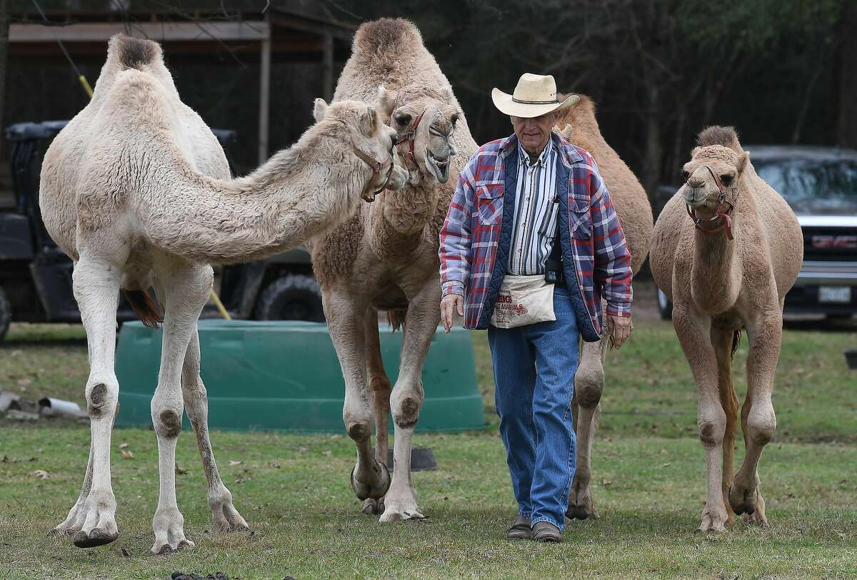 Dr. Ron McMurry is trailed by his camels at the McMurry Ranch in Jasper. The McMurry's have a small menagerie of camels, zebras, zonkeys, horses, a longhorn steer and more. Photo made Monday, December 13, 2021 Kim Brent/The Enterprise