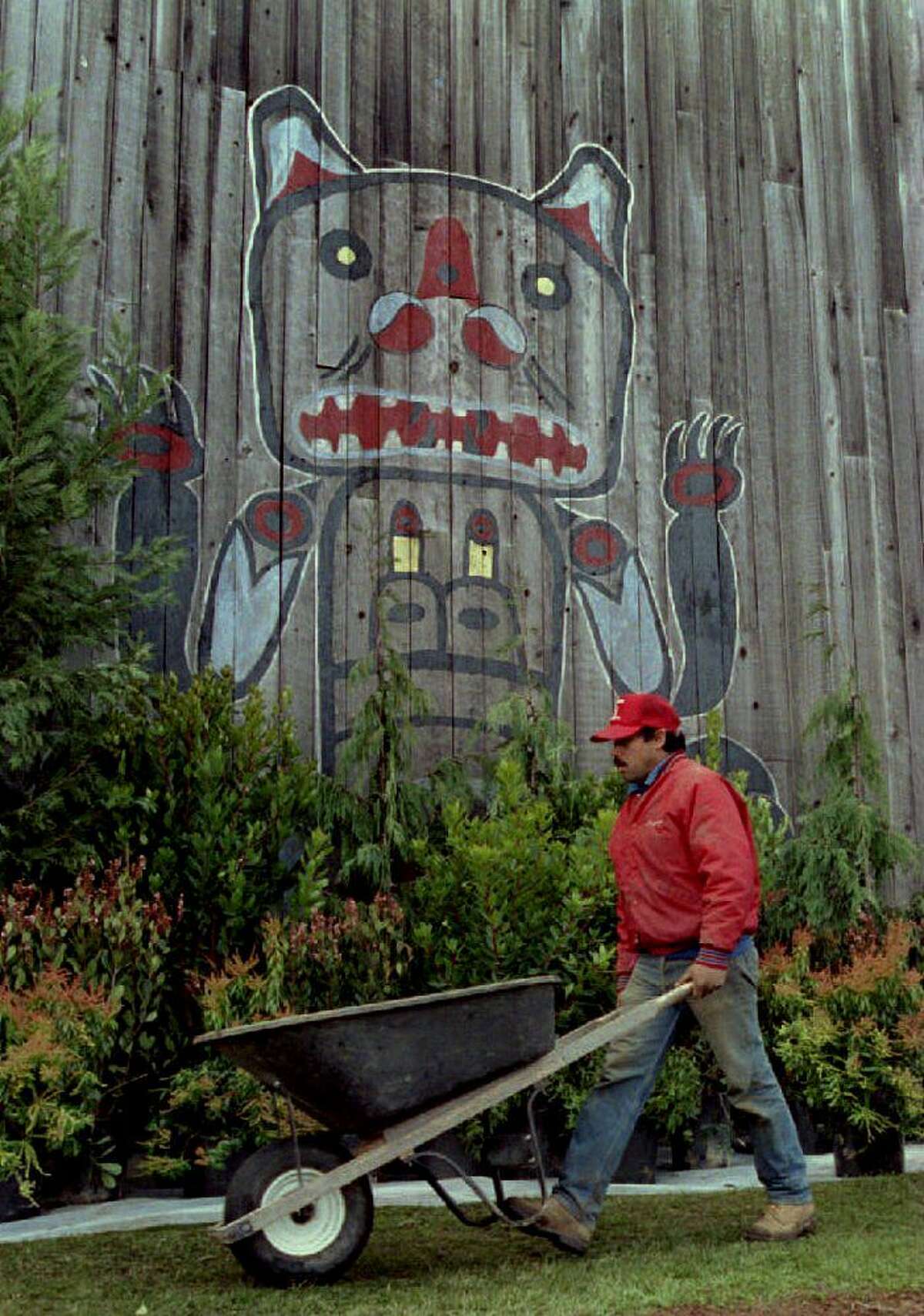 SEATTLE, UNITED STATES: A gardner puts plants in front of an Indian painting at Tillicum Village on Blake Island 19 November 1993. (Photo credit TIM CLARY/AFP via Getty Images)