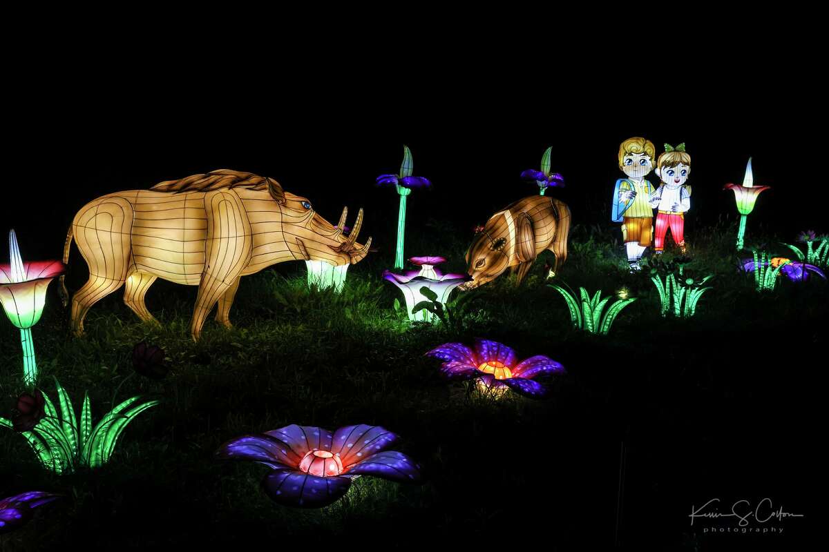 Scenes from the American Lantern Festival at Lyman Orchards in Middlefield. The event will run through the end of January.
