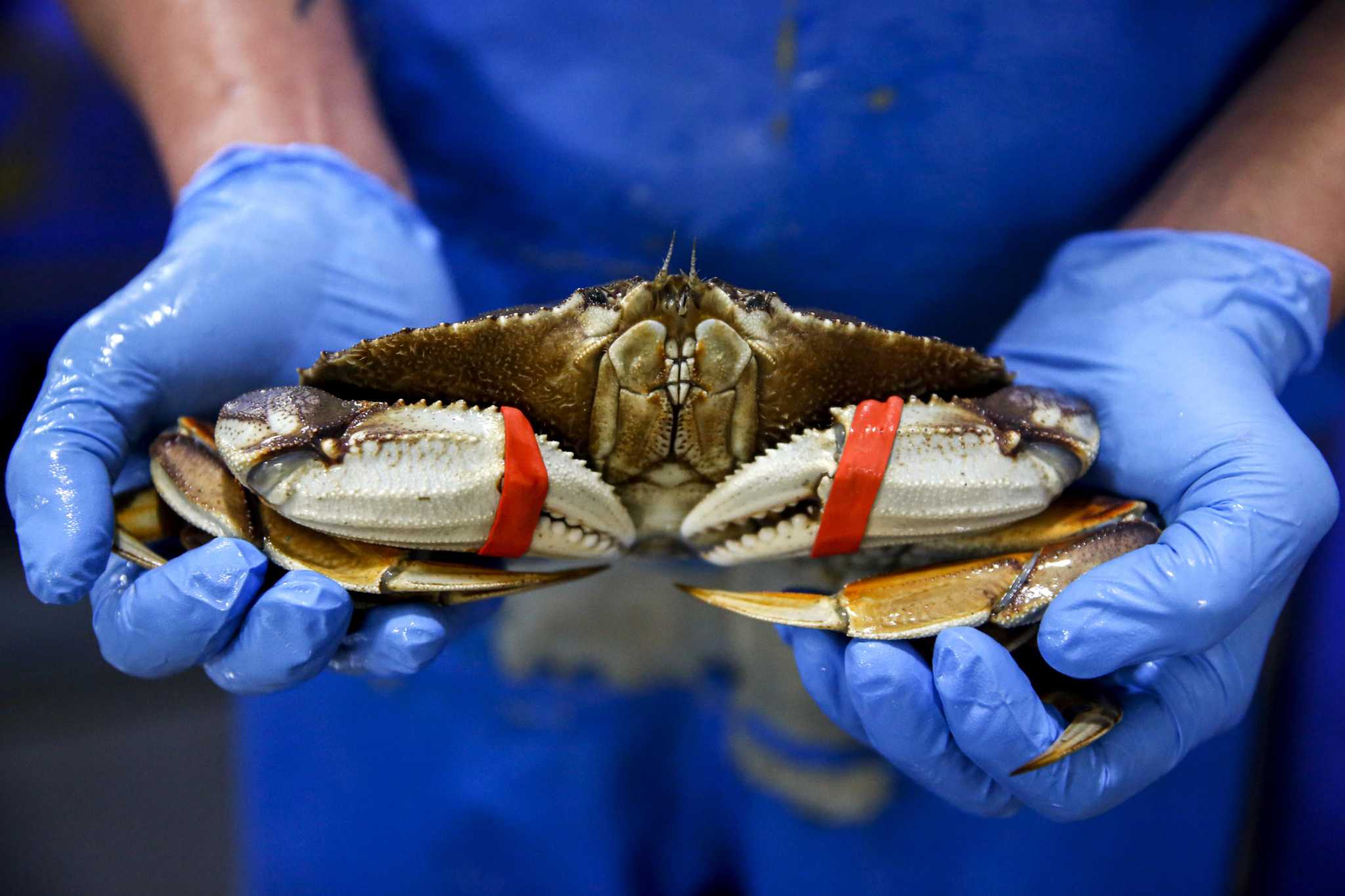 Stormy weather to disrupt start of Dungeness crab season