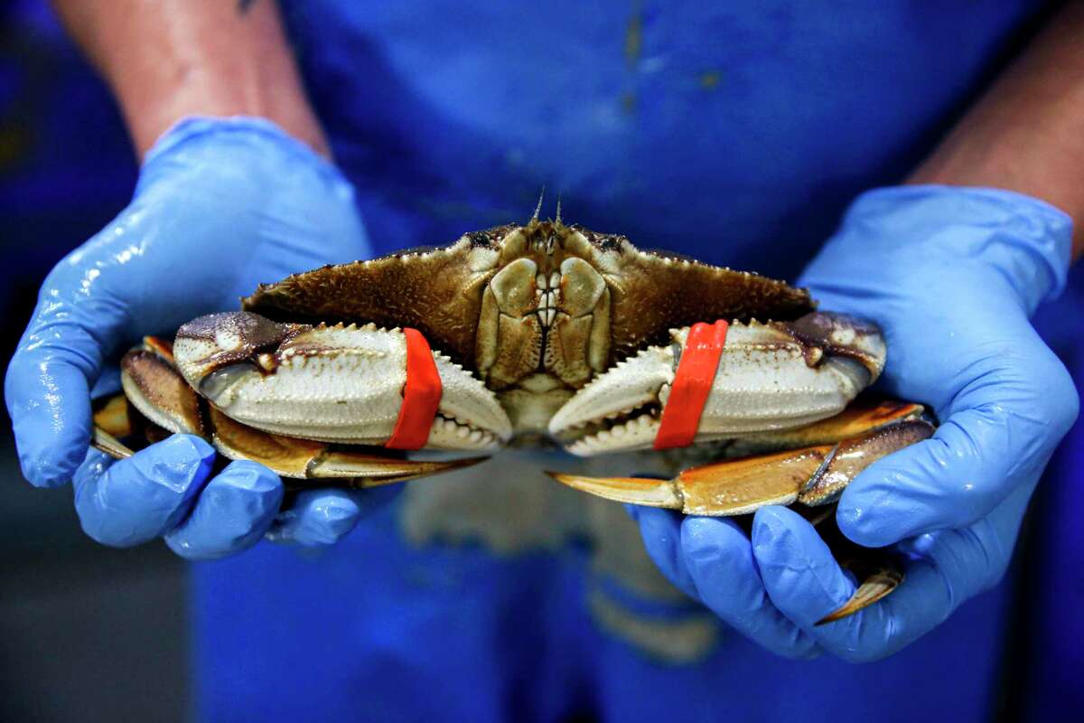 California 2022 Crab For Christmas California Opens Up Commercial Dungeness Crab Fishing In San Francisco In  Time For New Year's Eve