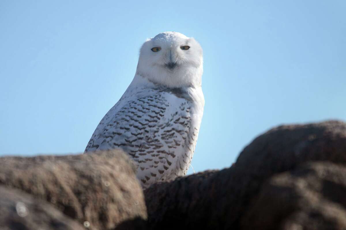 A snowy owl sits on a stone jetty near Long Beach West, in Stratford, Conn. Dec. 14, 2021. Two of the owls have been seen along the Stratford shoreline and marshes in recent weeks and continue to draw bird enthusiasts from around Connecticut and neighboring states.