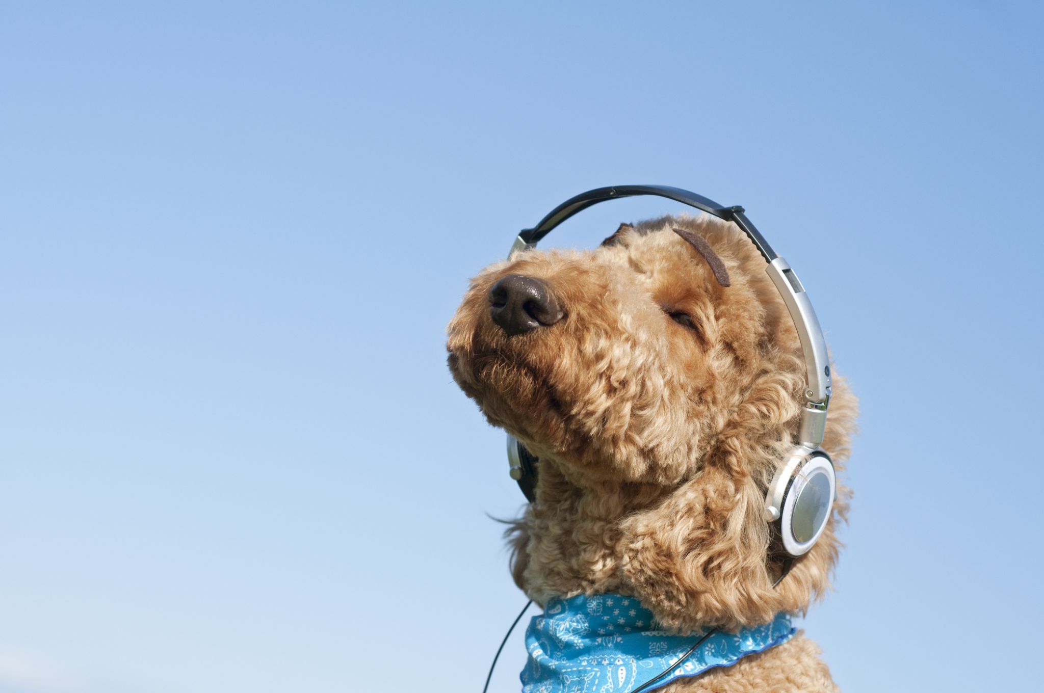 New survey ranks the most popular holiday songs with dogs - Vimarsana News