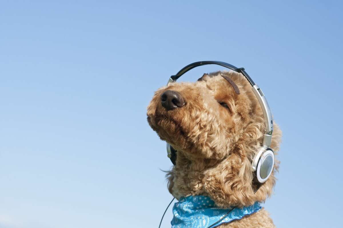 A poodle listens to music over headphones. 