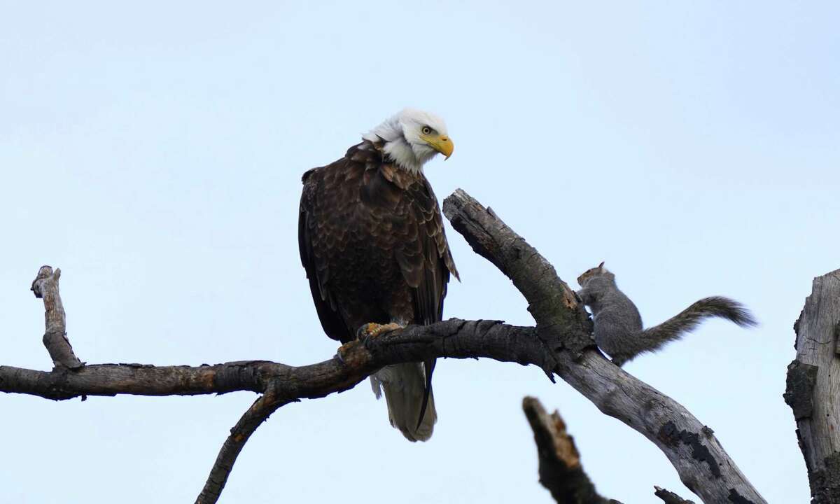 A bald eagle and a squirrel get up close and personal in a tree at Greenwich Point Park on Monday, Dec. 13, 2021.