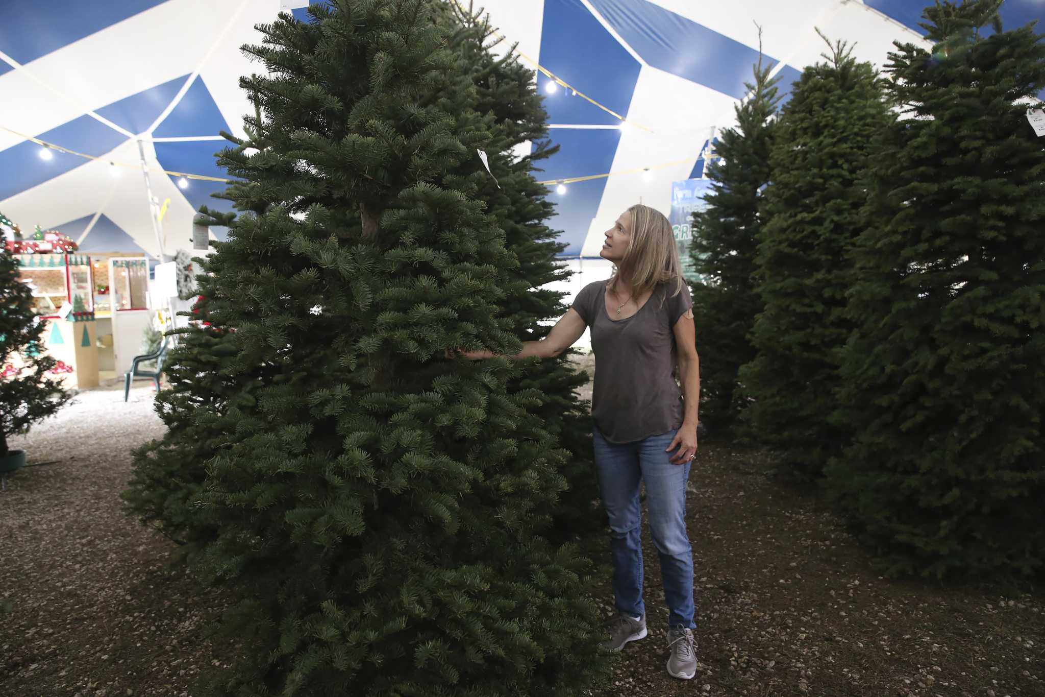 Is There A Christmas Tree Shortage 2022 Bah Humbug: Supply Chain Issues, Forest Fires Lead To Christmas Tree  Shortage This Year