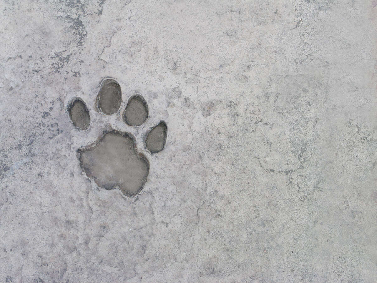 A paw print in concrete. 