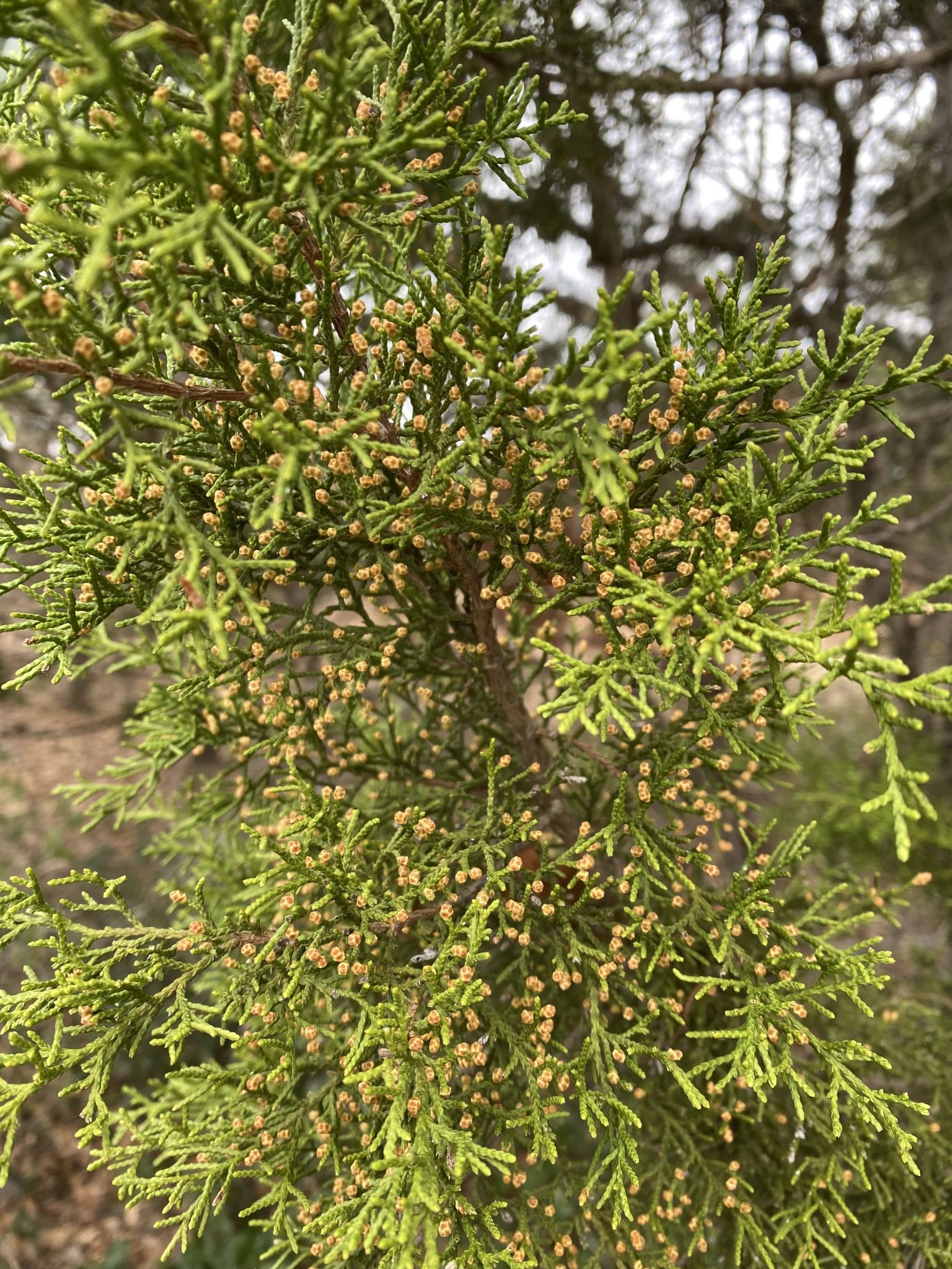 Allergy Count San Antonio - b7a278e