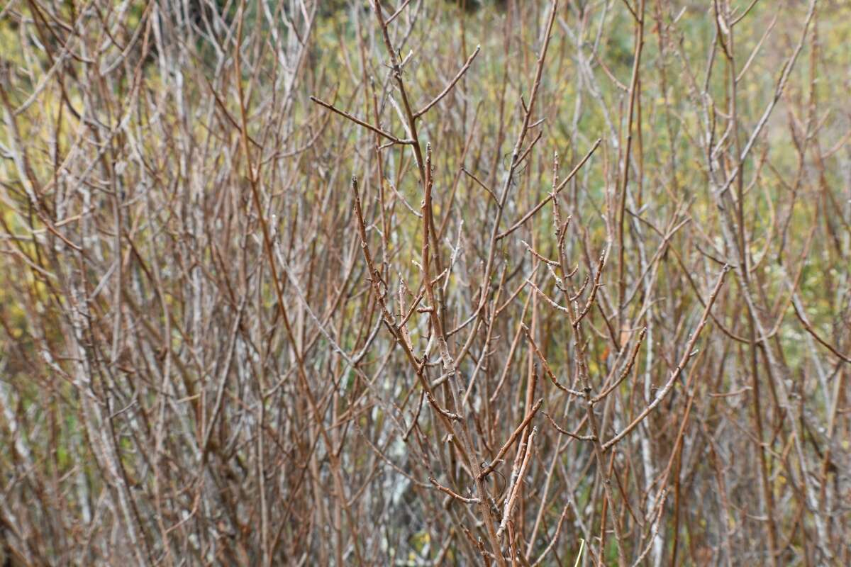 A thicket of leafless poison oak.
