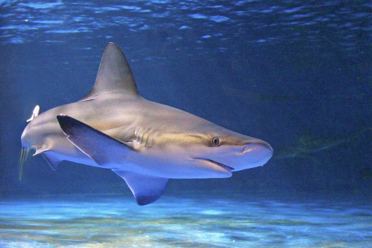 Christine Ostrowski, of Fairfield, has won the naming vote for the new shark exhibit that is on display in the Maritime Aquarium in Norwalk. Ostrowski had the name, “Shark Haven,” which was the winning name. “Shark Haven,” was also the runaway choice during an online public vote, Dec. 4, and Dec. 5, when it received more than half of the votes that were submitted for the voting. Other finalist choices were: “Sandbar Ridge,” and “Life of Sharks.” Ostrowski said she chose “Shark Haven” because the name invokes the sense of a safe, and happy habitat for the fish. An aquarium sandbar shark is shown.