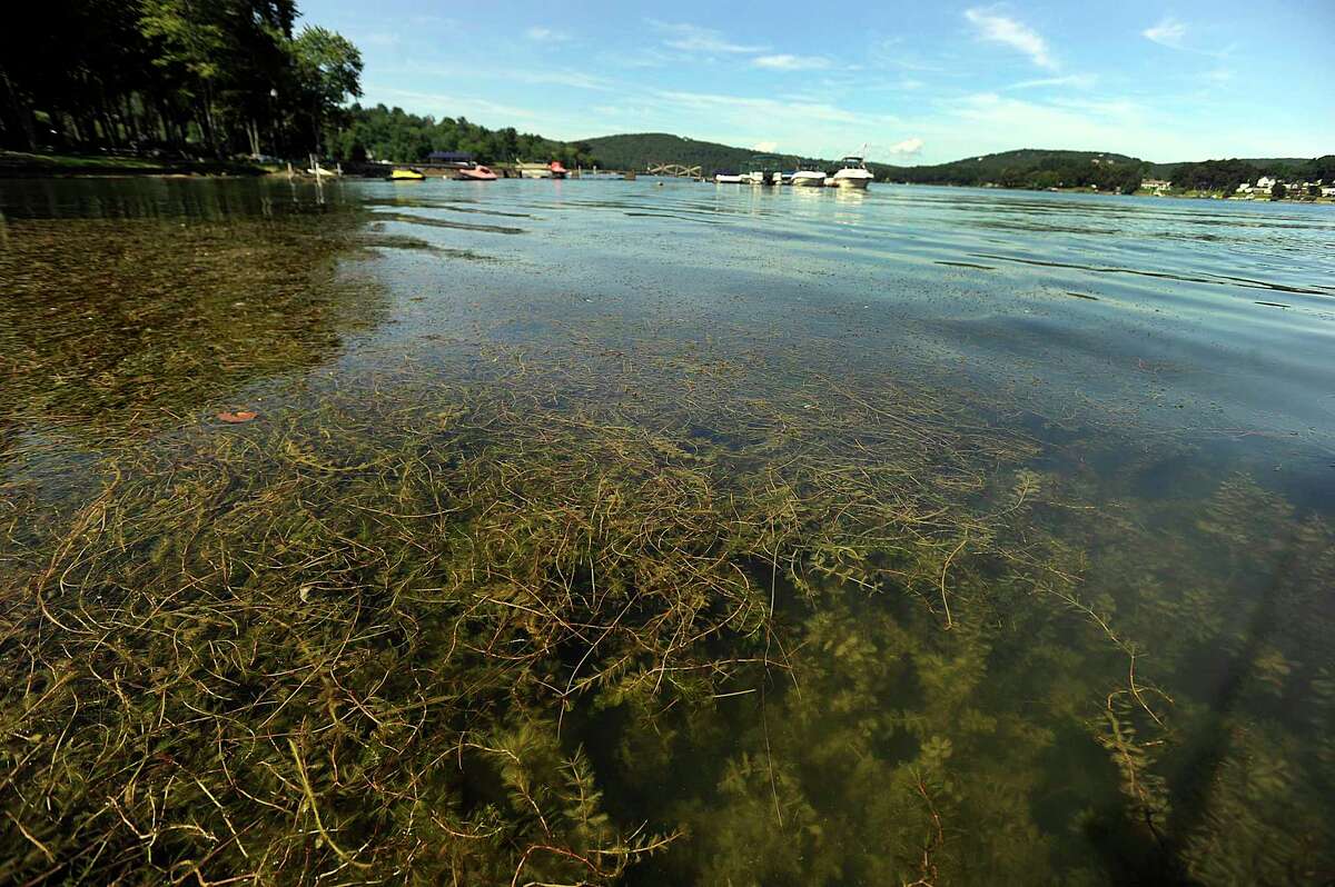 Municipalities can apply for aquatic invasive species control funding