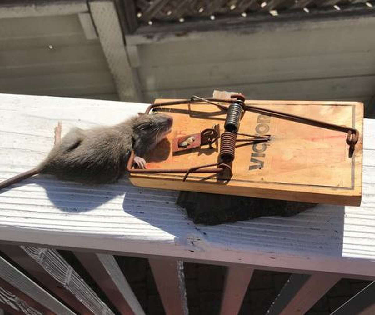 One of the no fewer than 18 rodents caught and killed while Debra Ryll and her husband, Fred, were living in the “crap shack.”