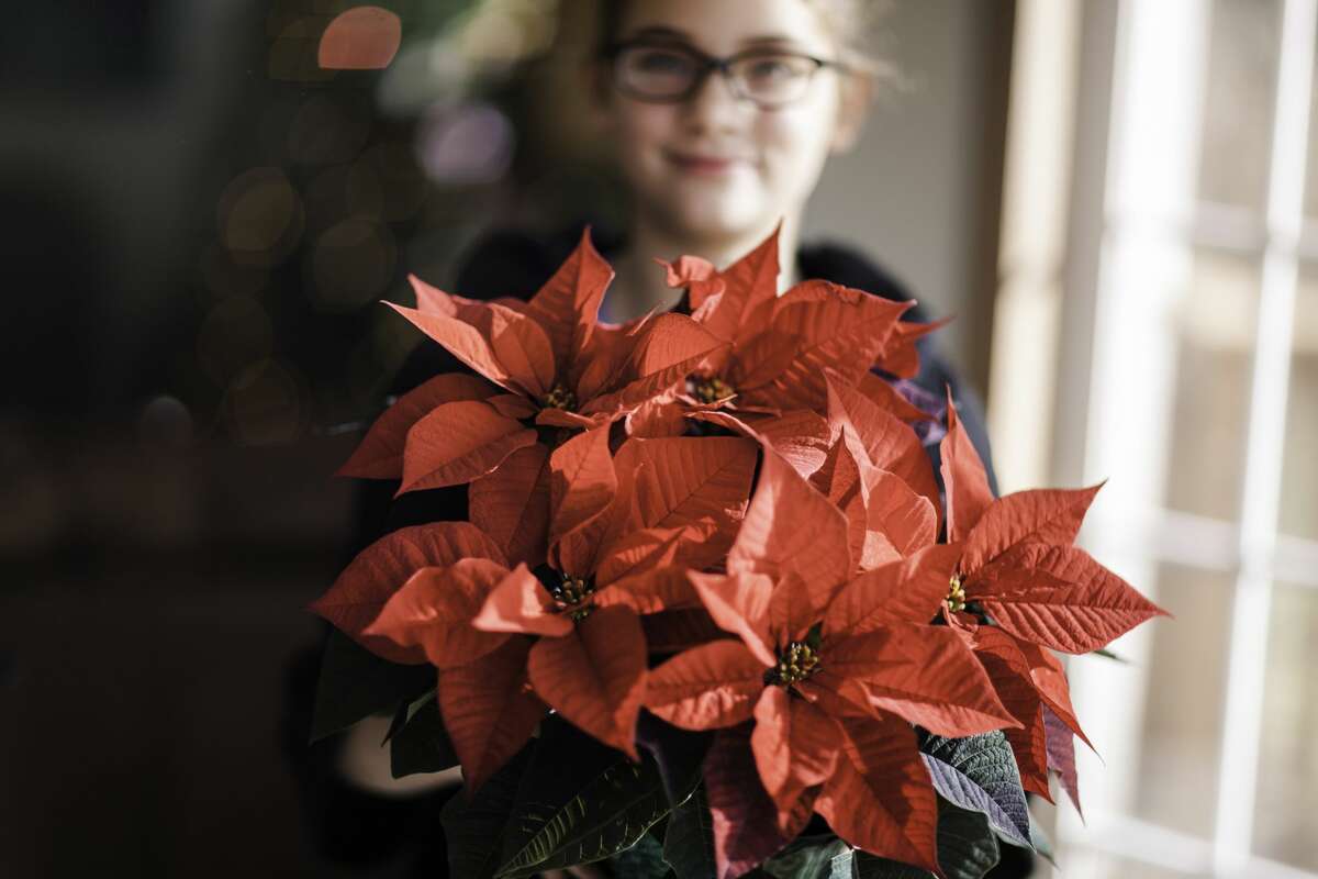 Traditionally, we think of poinsettias as a bright red, but today, you can find them to fit almost any color scheme; ranging from white, pink, red, and even some with patterns of these colors. 