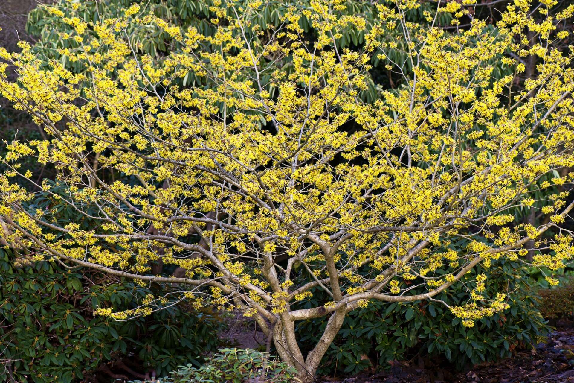 A plant's growth habit provides function and beauty