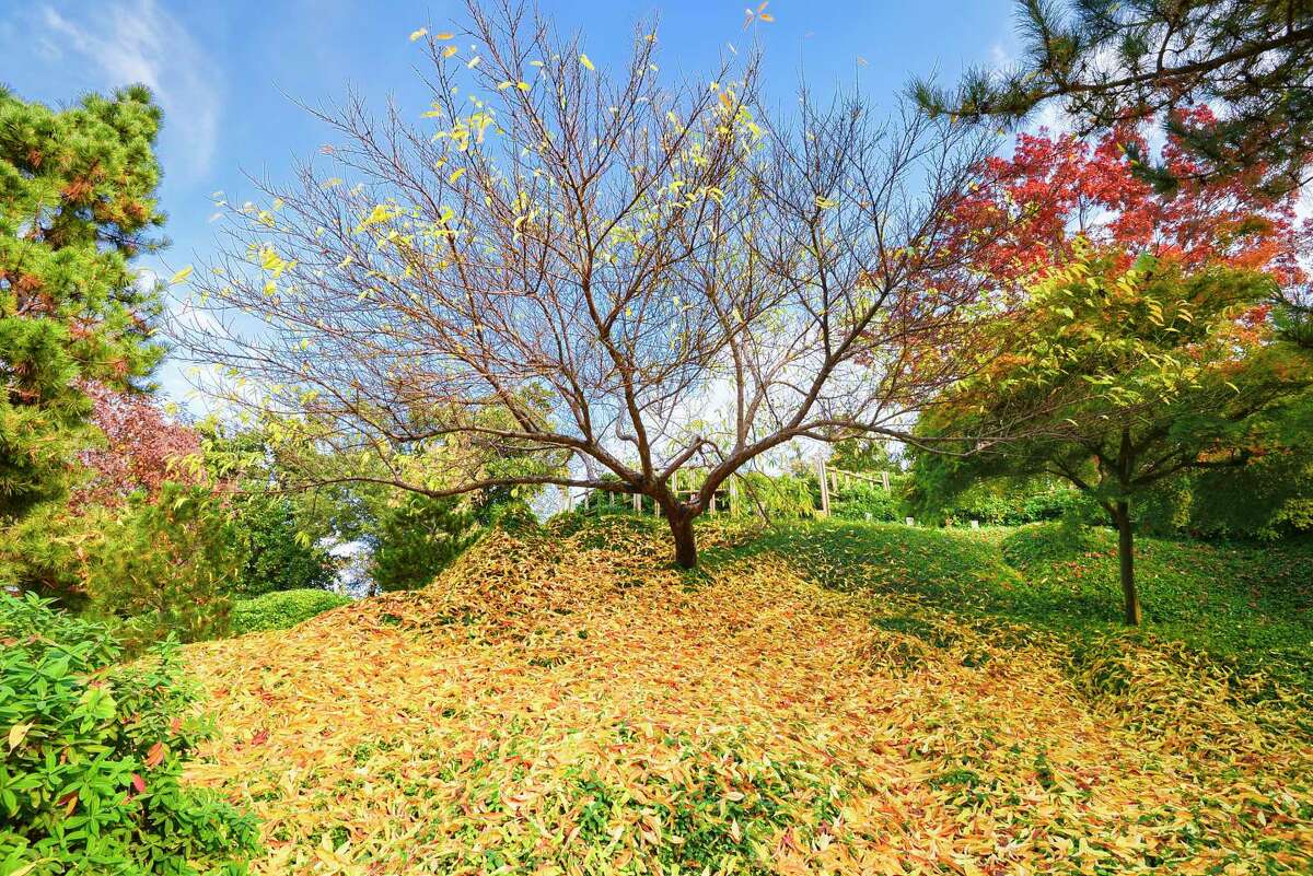 For years, gardening experts have encouraged raking up and disposing of the leaves on the lawn. No longer. It’s not so much that they should always be left where they fall, but that if you do rake them up, you utilize them.