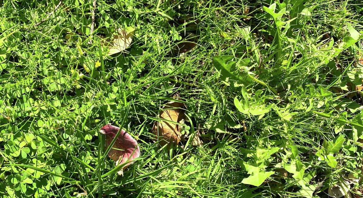 How to get rid of weeds in buffalograss