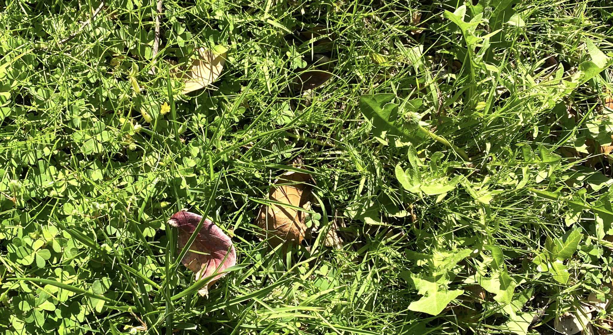 How to get rid of weeds in buffalograss