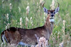 Antemortem testing for chronic wasting disease resumes at TVMDL