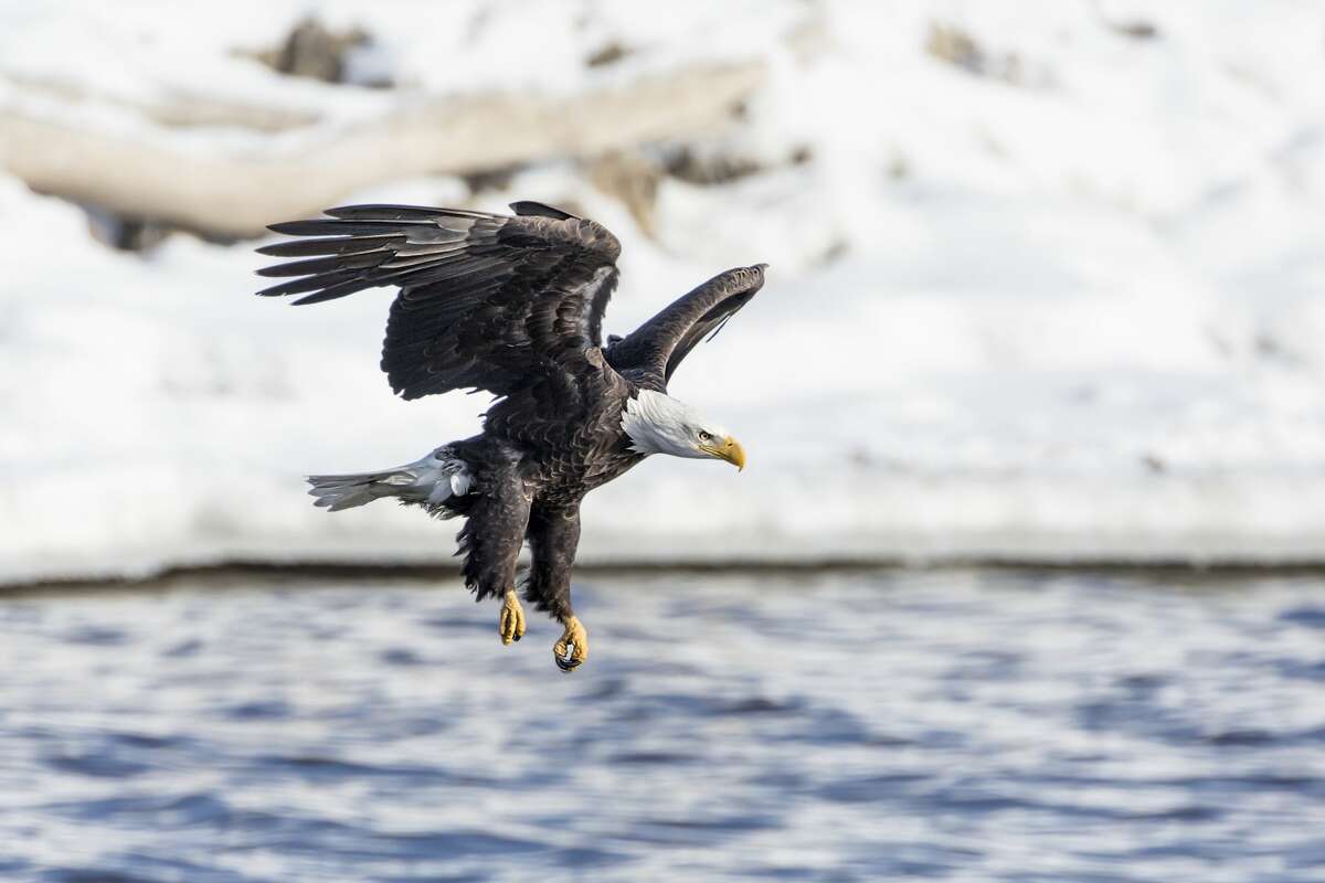 Eagle on the Mississippi River.
