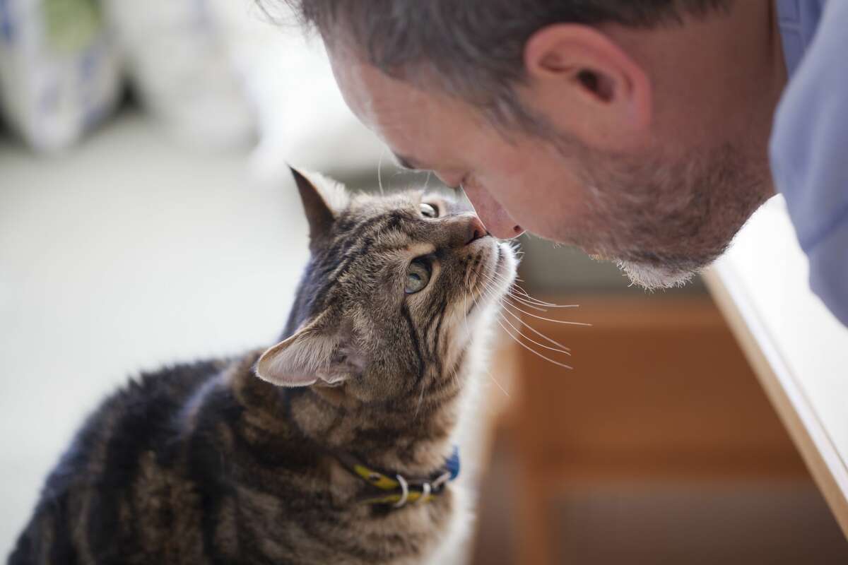 man and old cat: real love - have faith in / trusting - back-lit