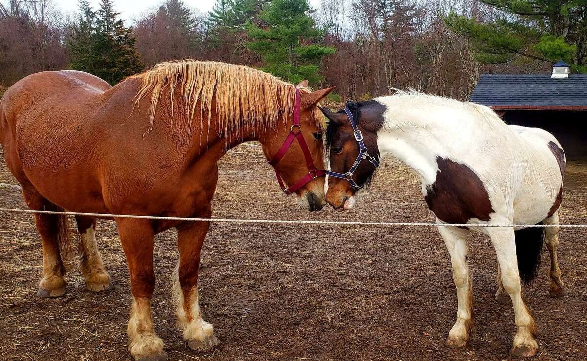 The CT Draft Horse Rescue of East Hampton is launching its ‘Raise the Barn’ capital campaign for an indoor barn.