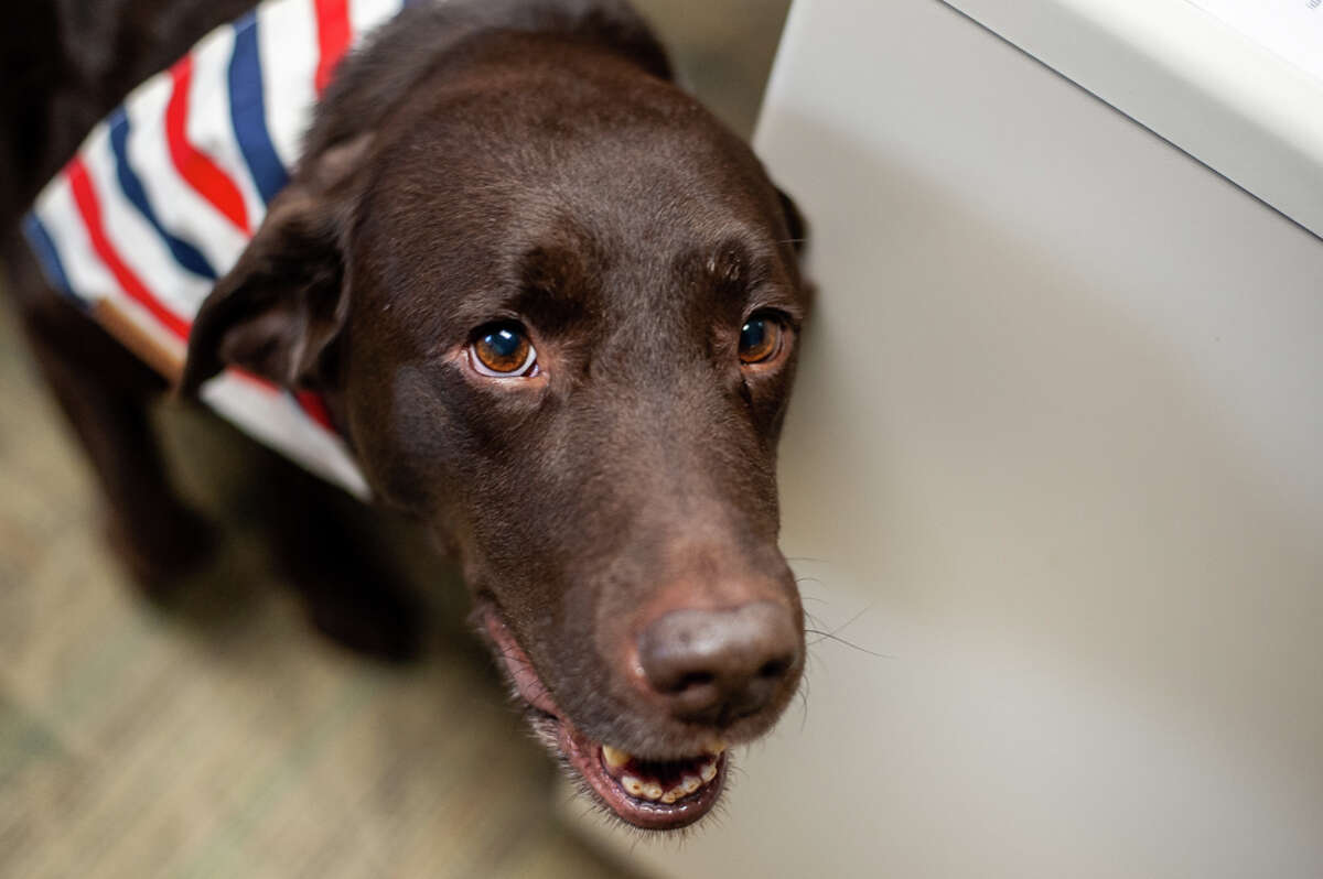 Joey, a chocolate lab, stands in the Midland County Prosecutor's Office on Dec. 3, 2021. He is part of the Michigan Canine Advocacy Program.