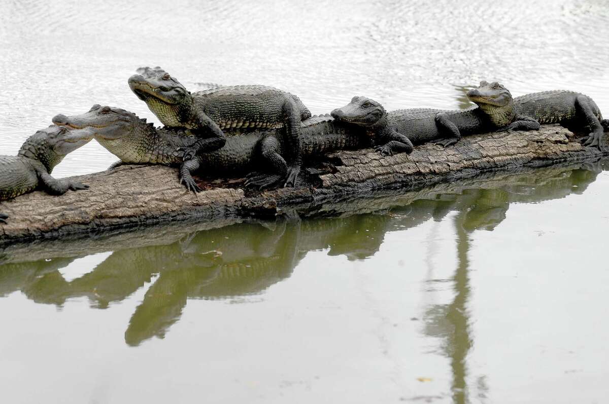 Gators rest atop each other on a log at Gator Country, which by early next year will include a full restaurant, and later entertainment areas for adults and children. Photo made Thursday, December 9, 2021 Kim Brent/The Enterprise