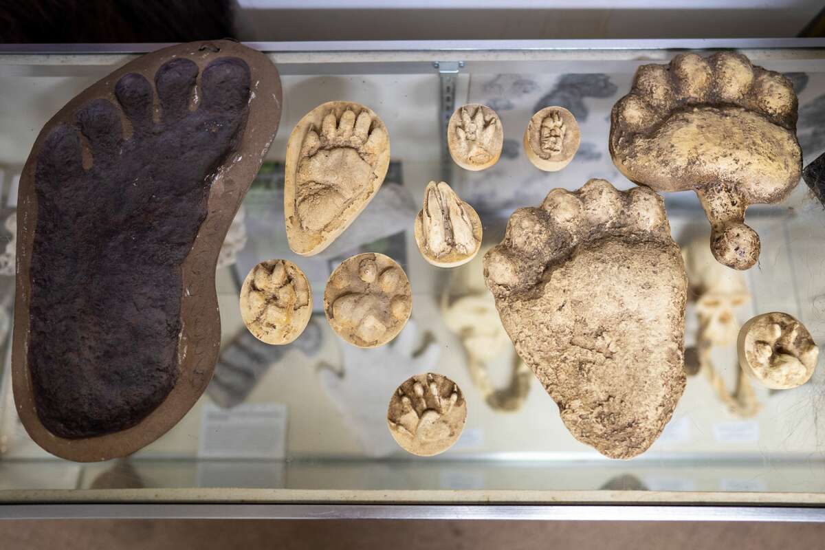 A collection of Bigfoot prints at the Bigfoot Discovery Museum in Felton.