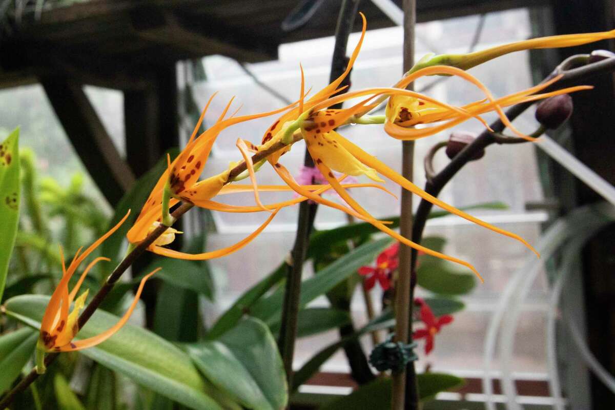 A blooming Brassia orchid is seen in San Francisco Orchid Society president Jeff Harris' warm temperature greenhouse.