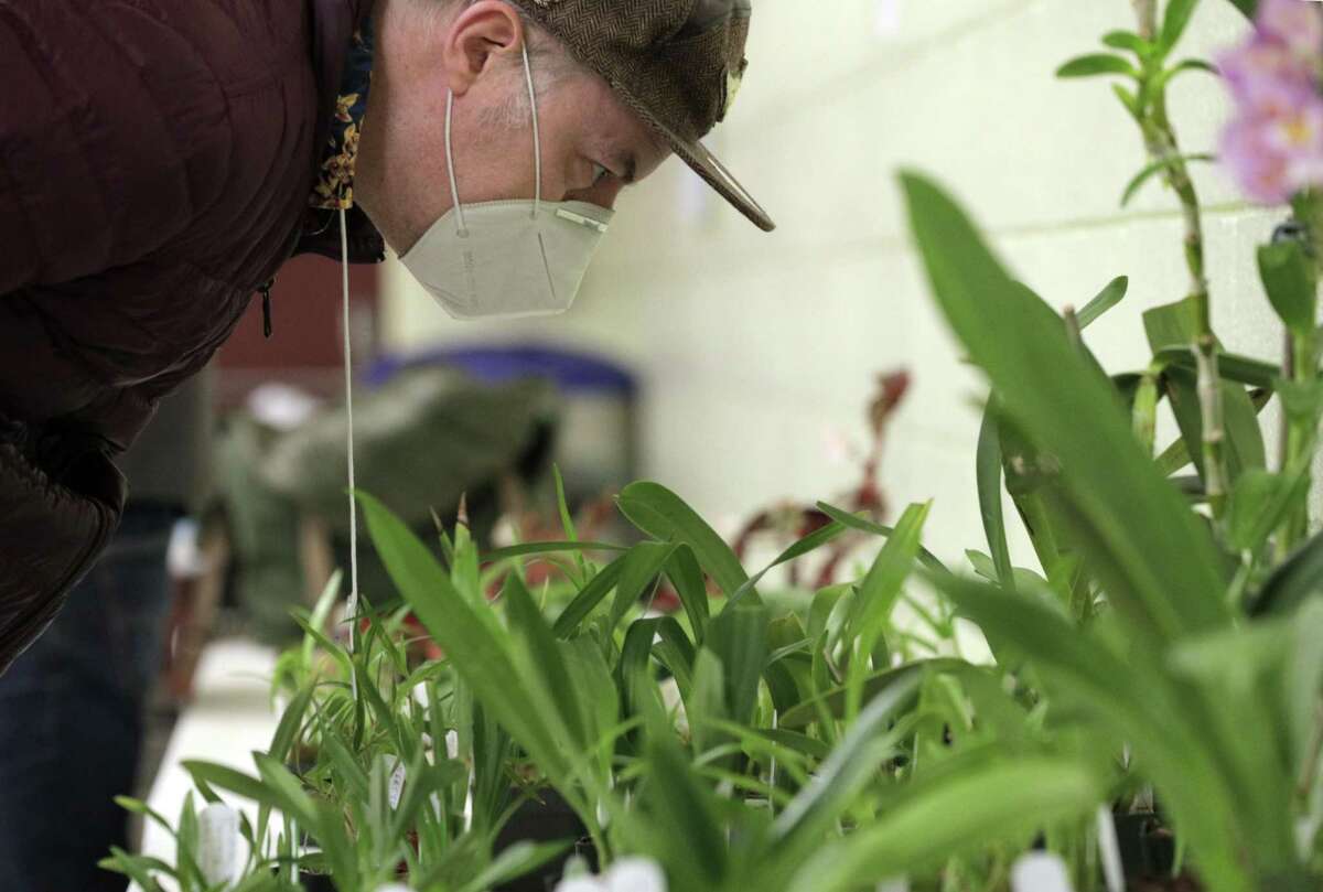 Larry Roberts examines orchids on display during the monthly meeting of the San Francisco Orchid Society at the county fairgrounds in San Francisco on Dec. 7.